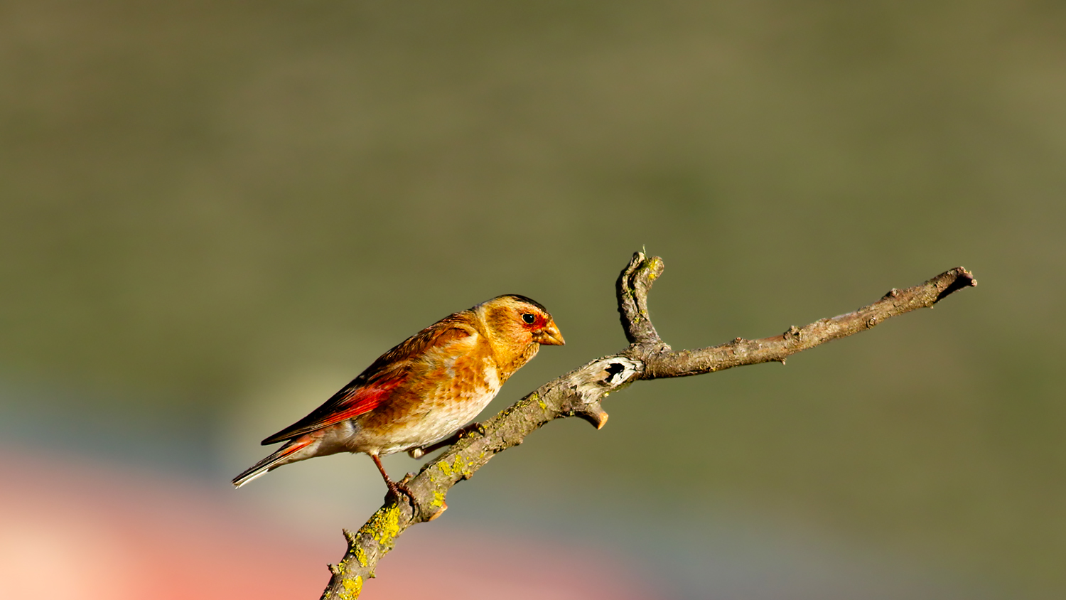 Crimson-winged Finch